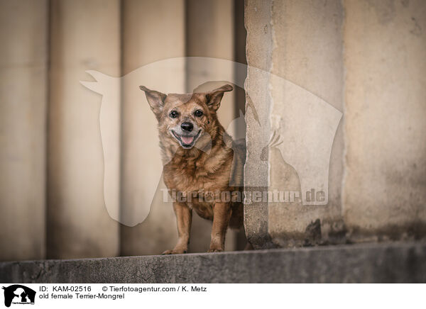 alte Terrier-Mischling Hndin / old female Terrier-Mongrel / KAM-02516