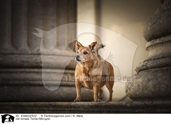alte Terrier-Mischling Hndin / old female Terrier-Mongrel / KAM-02522