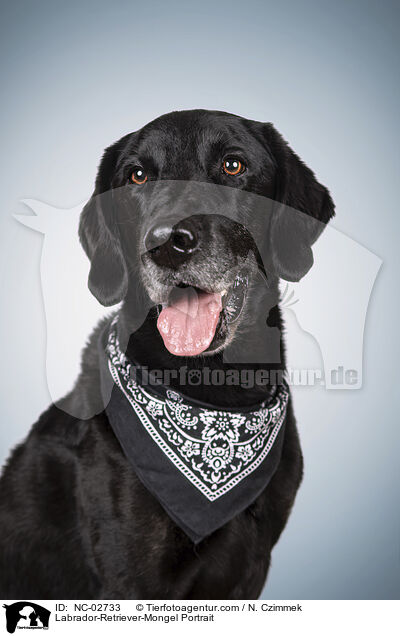 Labrador-Retriever-Mischling Portrait / Labrador-Retriever-Mongel Portrait / NC-02733