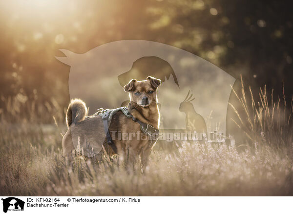 Dackel-Terrier / Dachshund-Terrier / KFI-02164