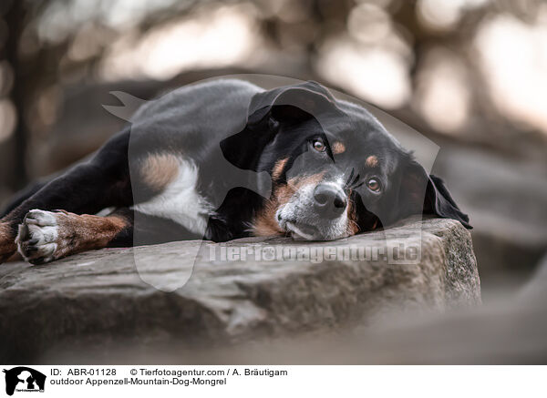 ausgewachsener Appenzeller-Sennenhund-Mischling / outdoor Appenzell-Mountain-Dog-Mongrel / ABR-01128