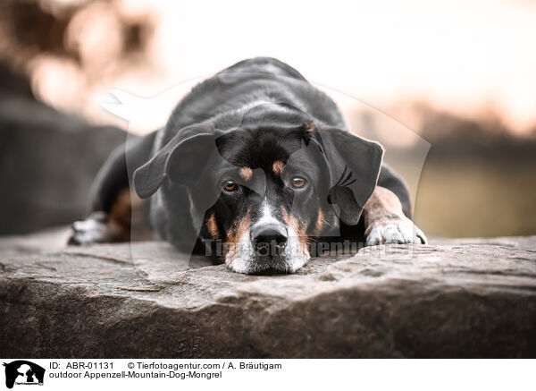 ausgewachsener Appenzeller-Sennenhund-Mischling / outdoor Appenzell-Mountain-Dog-Mongrel / ABR-01131