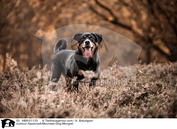 ausgewachsener Appenzeller-Sennenhund-Mischling / outdoor Appenzell-Mountain-Dog-Mongrel / ABR-01133
