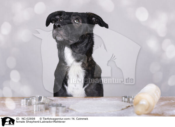 Schferhund-Labrador-Retriever Hndin / female Shepherd-Labrador-Retriever / NC-02898