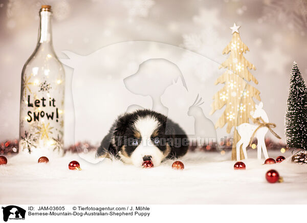 Bernese-Mountain-Dog-Australian-Shepherd Puppy / JAM-03605