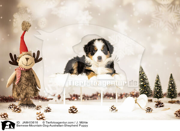 Bernese-Mountain-Dog-Australian-Shepherd Puppy / JAM-03616