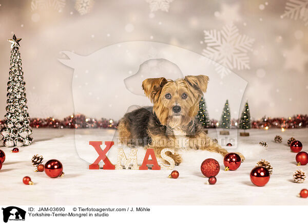 Yorkshire-Terrier-Mischling im Studio / Yorkshire-Terrier-Mongrel in studio / JAM-03690