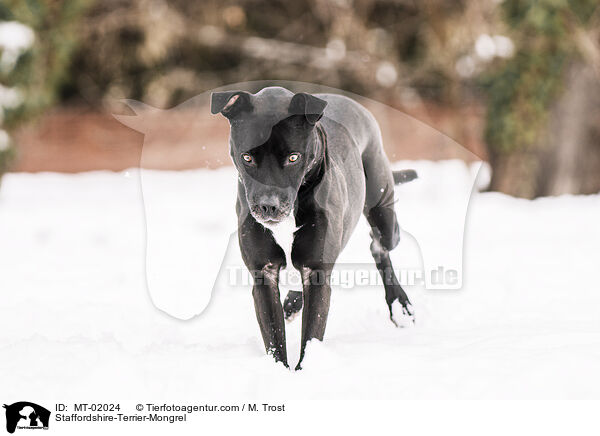 Staffordshire-Terrier-Mischling / Staffordshire-Terrier-Mongrel / MT-02024