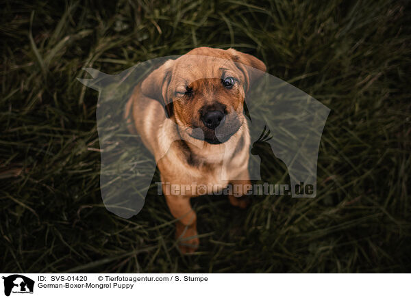 German-Boxer-Mongrel Puppy / SVS-01420