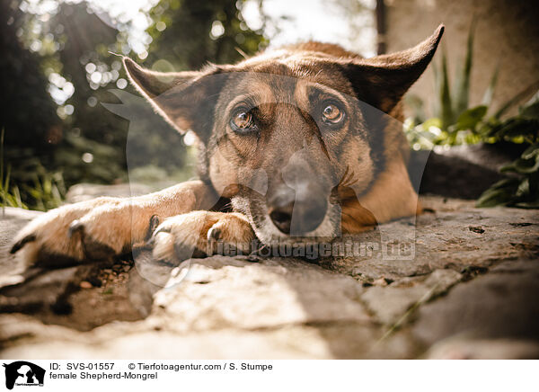 Schferhund-Mischling Hndin / female Shepherd-Mongrel / SVS-01557