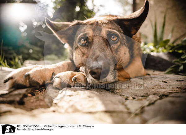 Schferhund-Mischling Hndin / female Shepherd-Mongrel / SVS-01558