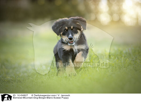 Bernese-Mountain-Dog-Berger-Blanc-Suisse Puppy / VJ-04827