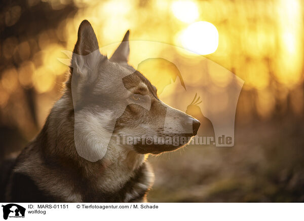 Wolfshund / wolfdog / MARS-01151