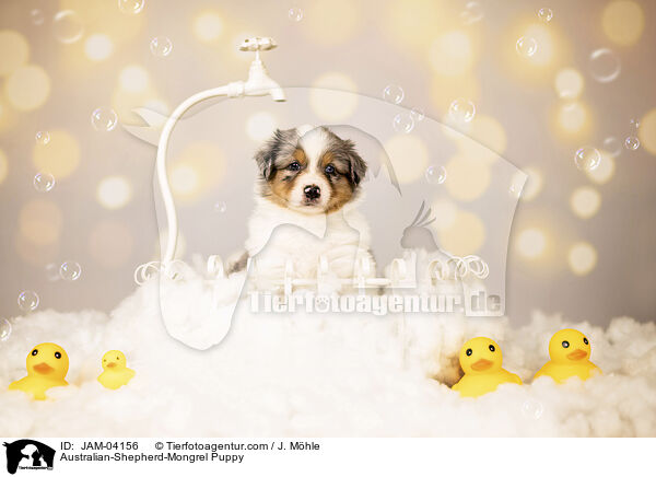 Australian-Shepherd-Mongrel Puppy / JAM-04156