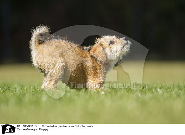 Terrier-Mongrel Puppy / NC-03152
