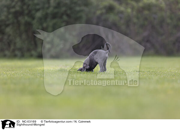 Sighthound-Mongrel / NC-03169