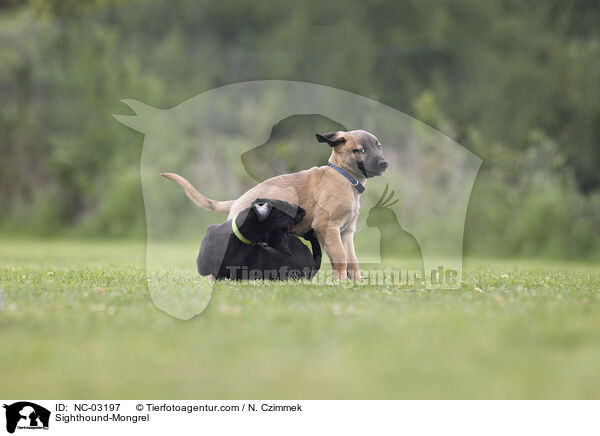 Sighthound-Mongrel / NC-03197