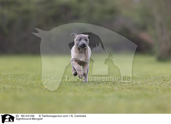 Sighthound-Mongrel / NC-03198