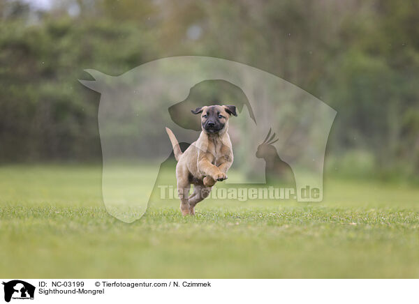 Sighthound-Mongrel / NC-03199
