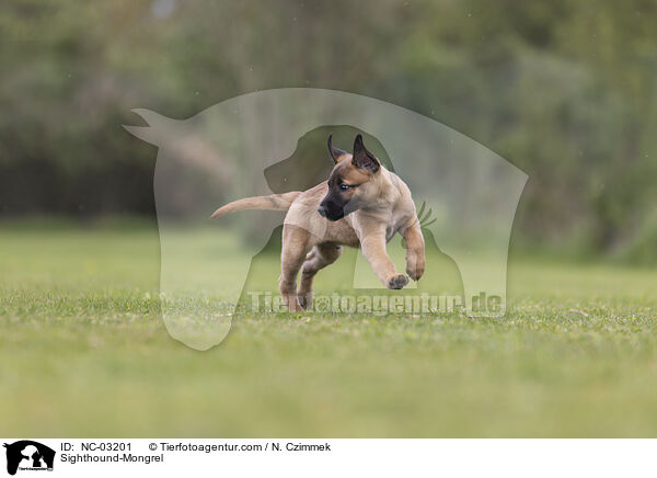Sighthound-Mongrel / NC-03201