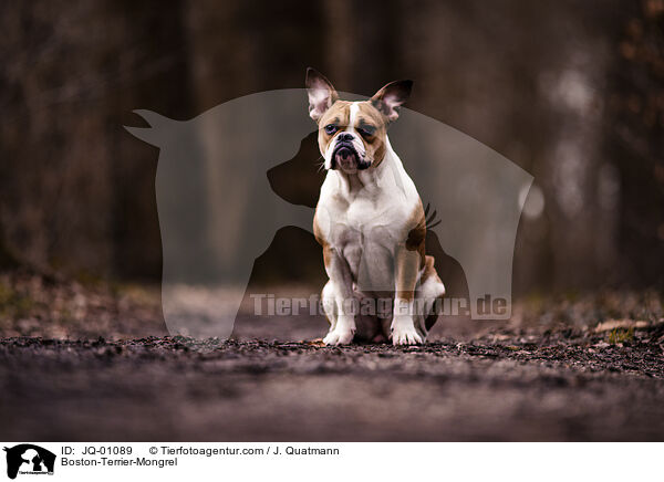 Boston-Terrier-Mischling / Boston-Terrier-Mongrel / JQ-01089