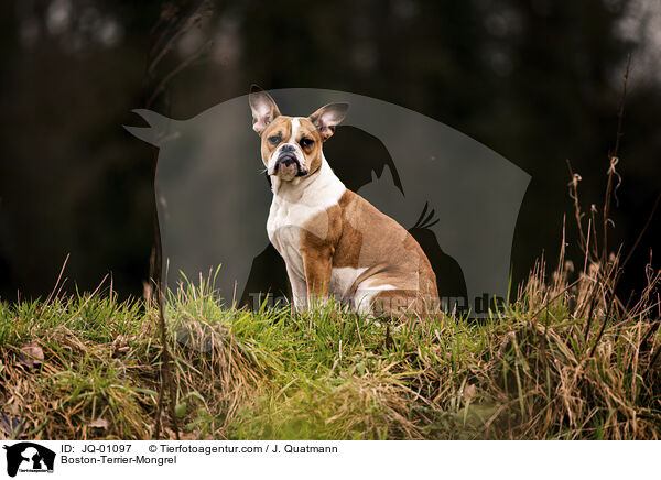 Boston-Terrier-Mischling / Boston-Terrier-Mongrel / JQ-01097