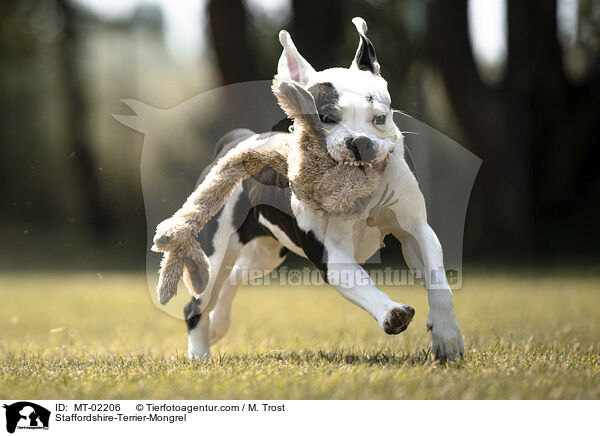 Staffordshire-Terrier-Mischling / Staffordshire-Terrier-Mongrel / MT-02206
