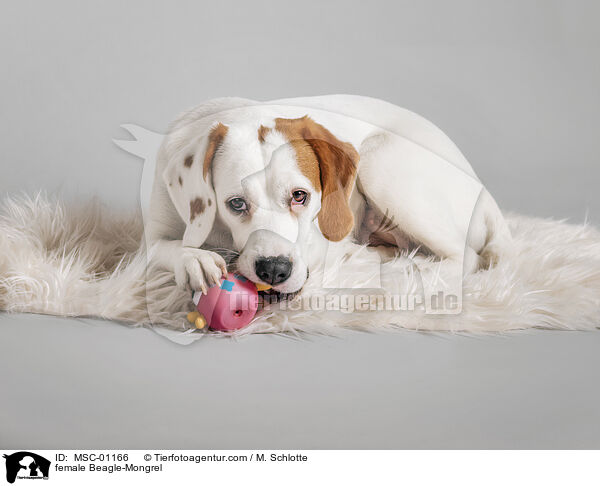 Beagle-Mischling Hndin / female Beagle-Mongrel / MSC-01166