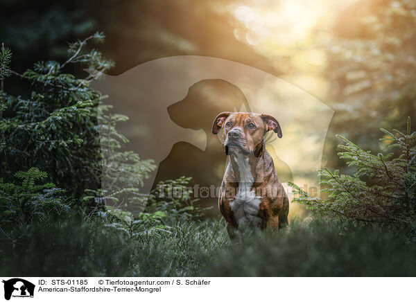 American-Staffordshire-Terrier-Mongrel / STS-01185