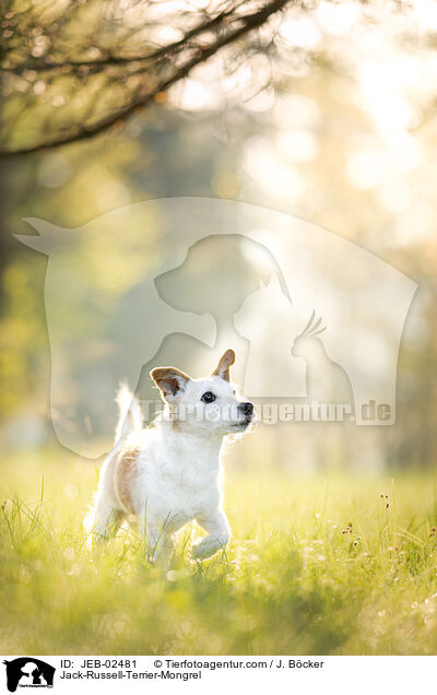 Jack-Russell-Terrier-Mongrel / JEB-02481