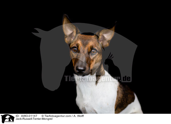 Jack-Russell-Terrier-Mischling / Jack-Russell-Terrier-Mongrel / AWO-01147