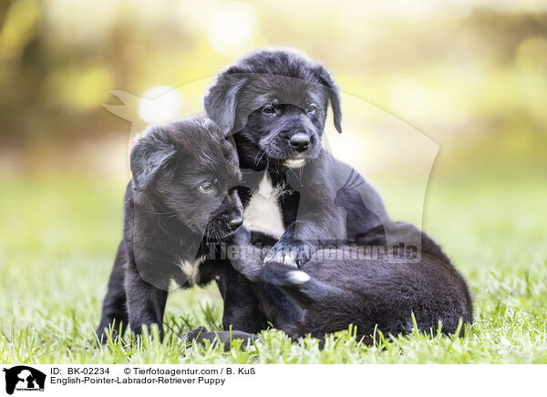 English-Pointer-Labrador-Retriever Puppy / BK-02234
