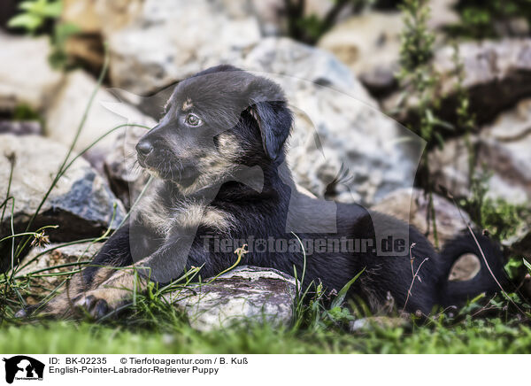 English-Pointer-Labrador-Retriever Puppy / BK-02235