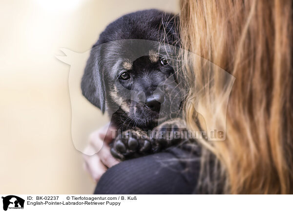 English-Pointer-Labrador-Retriever Puppy / BK-02237