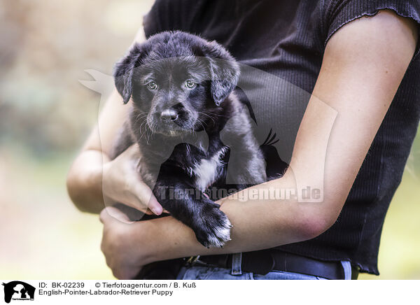 English-Pointer-Labrador-Retriever Puppy / BK-02239