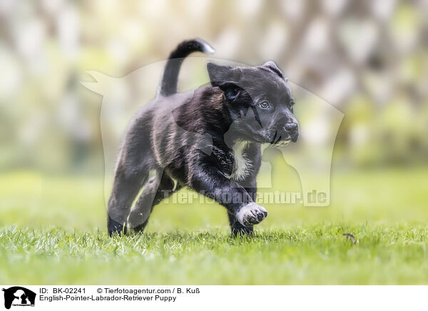 English-Pointer-Labrador-Retriever Puppy / BK-02241