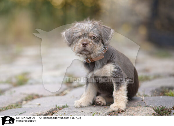 Mischling Welpe / mongrel puppy / BK-02599