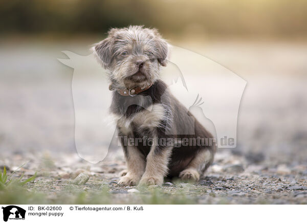 mongrel puppy / BK-02600