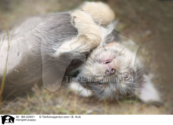 mongrel puppy / BK-02601