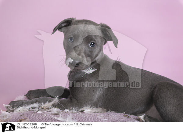 Sighthound-Mongrel / NC-03268