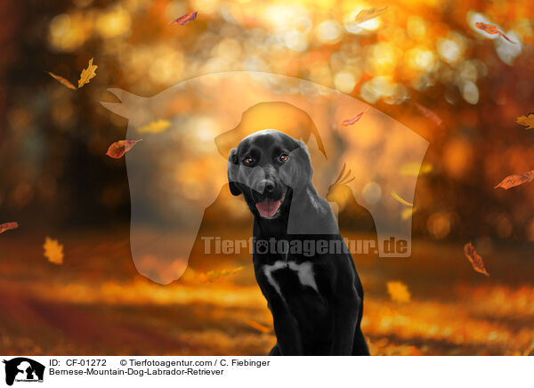 Bernese-Mountain-Dog-Labrador-Retriever / CF-01272