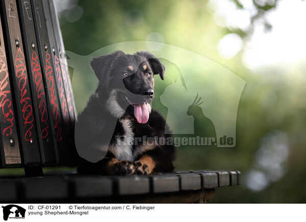 junger Schferhund-Mischling / young Shepherd-Mongrel / CF-01291