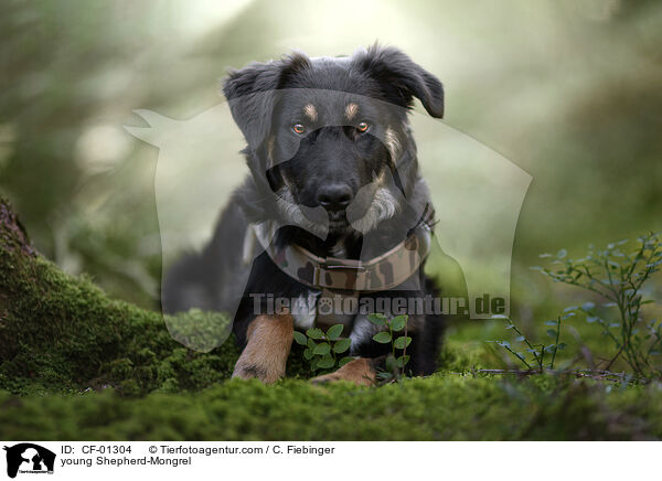 junger Schferhund-Mischling / young Shepherd-Mongrel / CF-01304