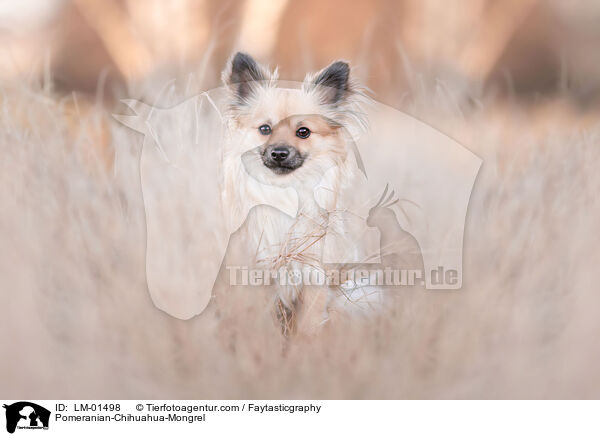 Pomeranian-Chihuahua-Mongrel / LM-01498