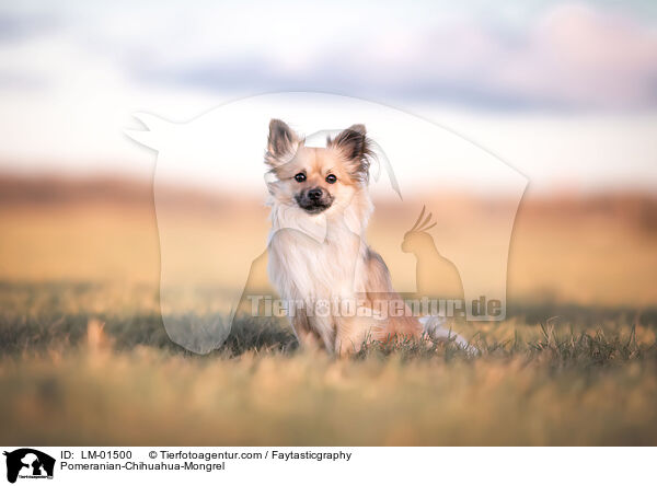 Pomeranian-Chihuahua-Mongrel / LM-01500