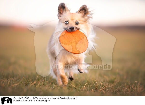 Pomeranian-Chihuahua-Mongrel / LM-01503