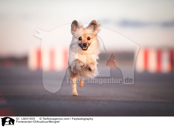 Pomeranian-Chihuahua-Mongrel / LM-01505