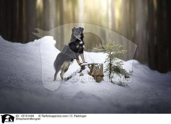 Schferhund-Mischling / Shepherd-Mongrel / CF-01499