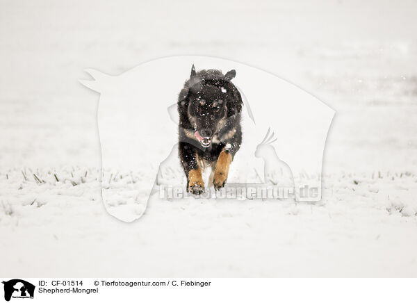 Schferhund-Mischling / Shepherd-Mongrel / CF-01514