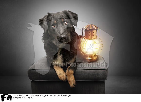 Schferhund-Mischling / Shepherd-Mongrel / CF-01554